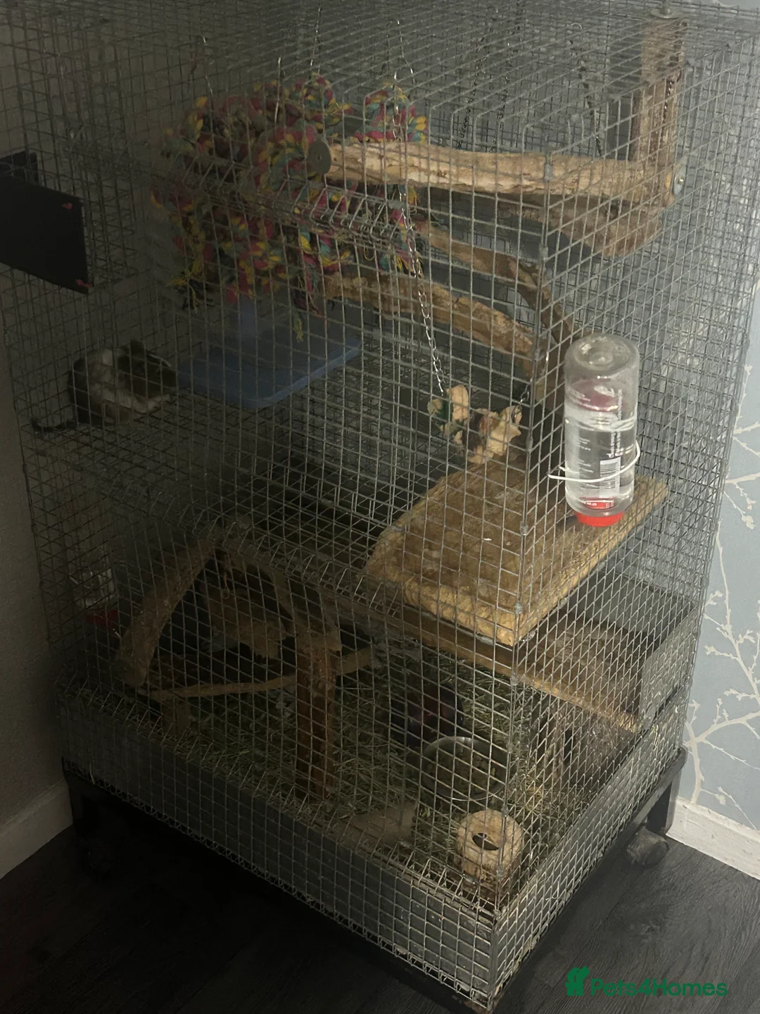 Degus rodents for sale: Pair of male bonded degus - Advert 5