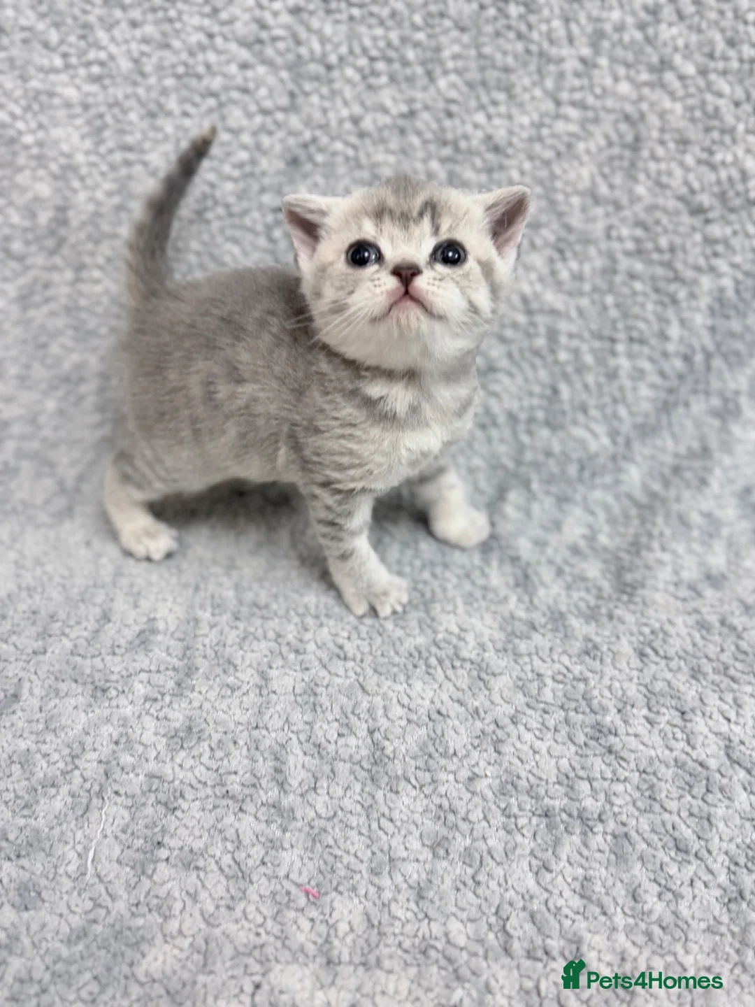 British Shorthair cats for sale: last GCCF British shorthair kitten to reserve - Advert 23