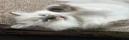 Ragdoll cats for sale: 💙🐾 2 Stunning TICA Ragdoll Boys 🐾💚 - Advert 22