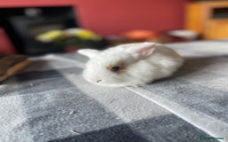 English Lop rabbits for sale: Beauitful Double Mane lop and dwarf double mane in Spalding - Image 19