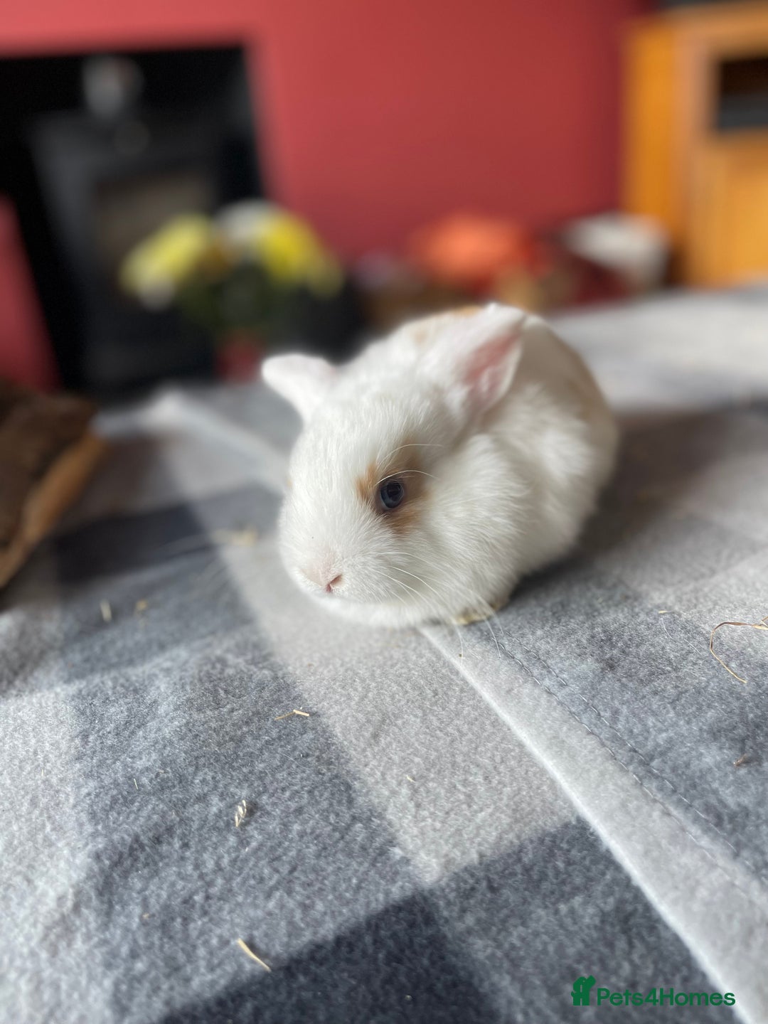 English Lop rabbits for sale: Beauitful Double Mane lop and dwarf double mane in Spalding - Image 19