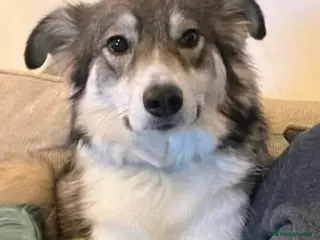 Mixed Breed dogs Meet Maya, currently residing in Northampton - Advert 17