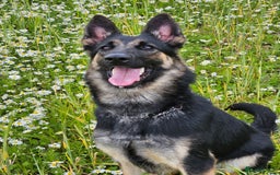 German Shepherd dogs for sale: female German shepherd  - Image 1