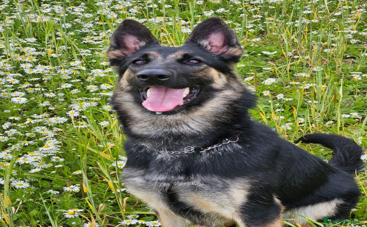 German Shepherd dogs - Advert 10