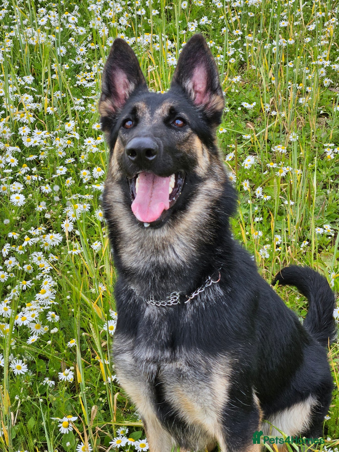 German Shepherd dogs for sale: female German shepherd  - Image 1