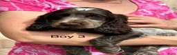 Cocker Spaniel dogs for sale: KC registered show type cocker spaniels Ready now  - Advert 12