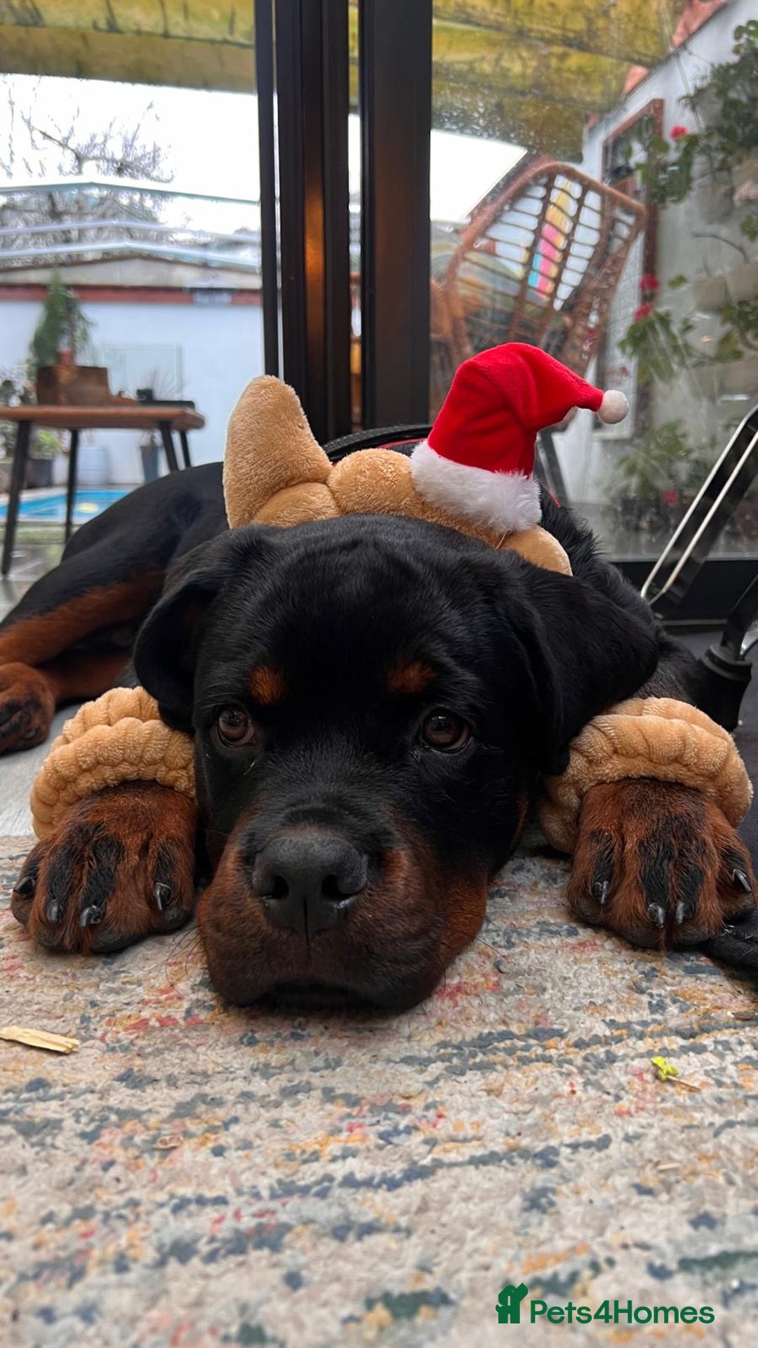 Rottweiler dogs for sale: 5 Generation Pedigree KC Pure Rottweiler - Advert 2