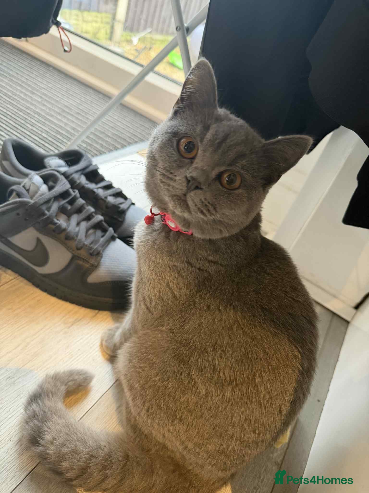 British Shorthair cats British blue female  - Advert 1