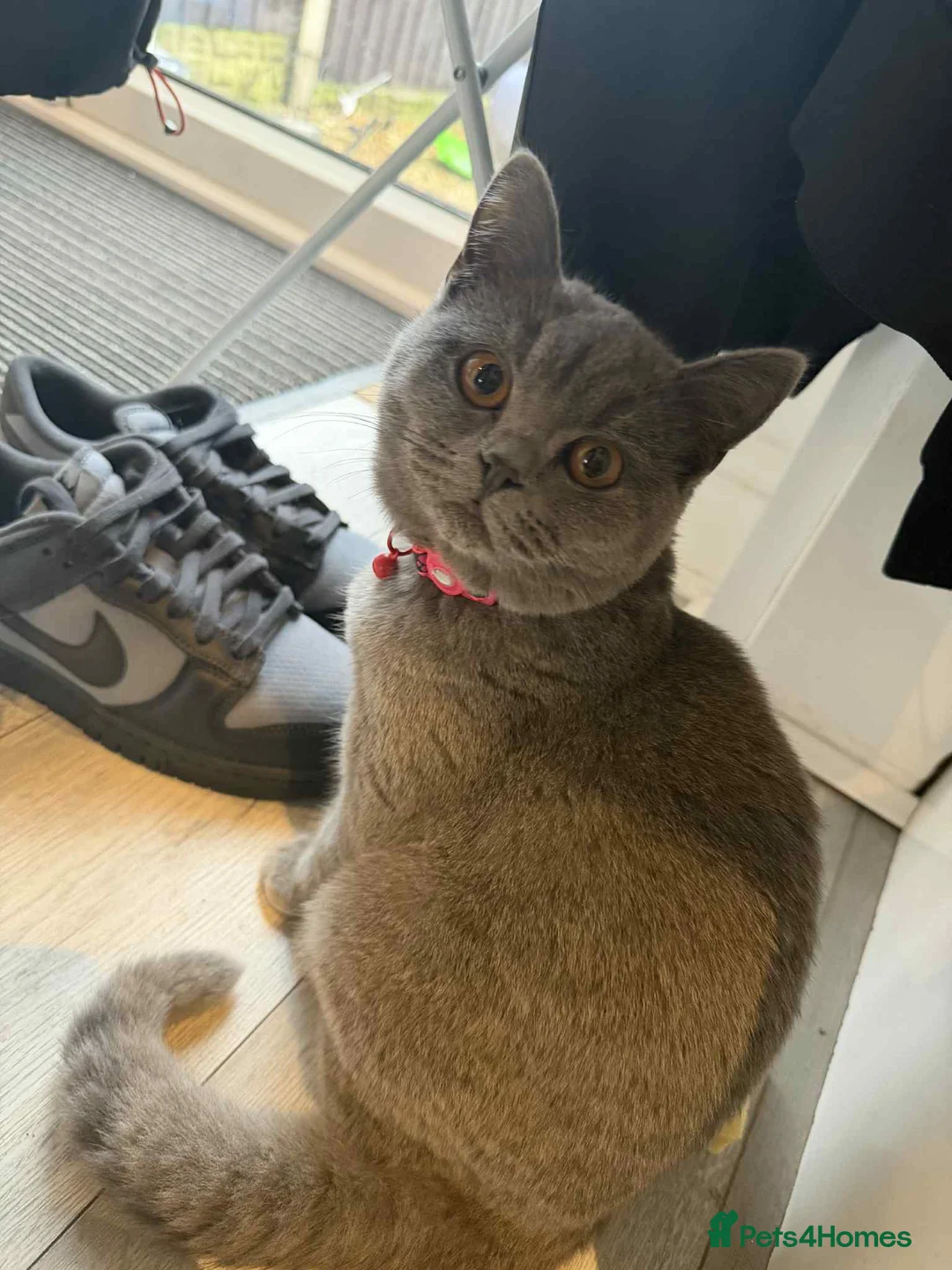 British Shorthair cats for sale: British blue female  - Advert 1