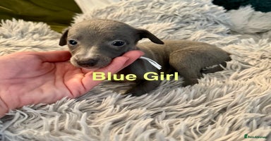 Whippet dogs - Advert 14