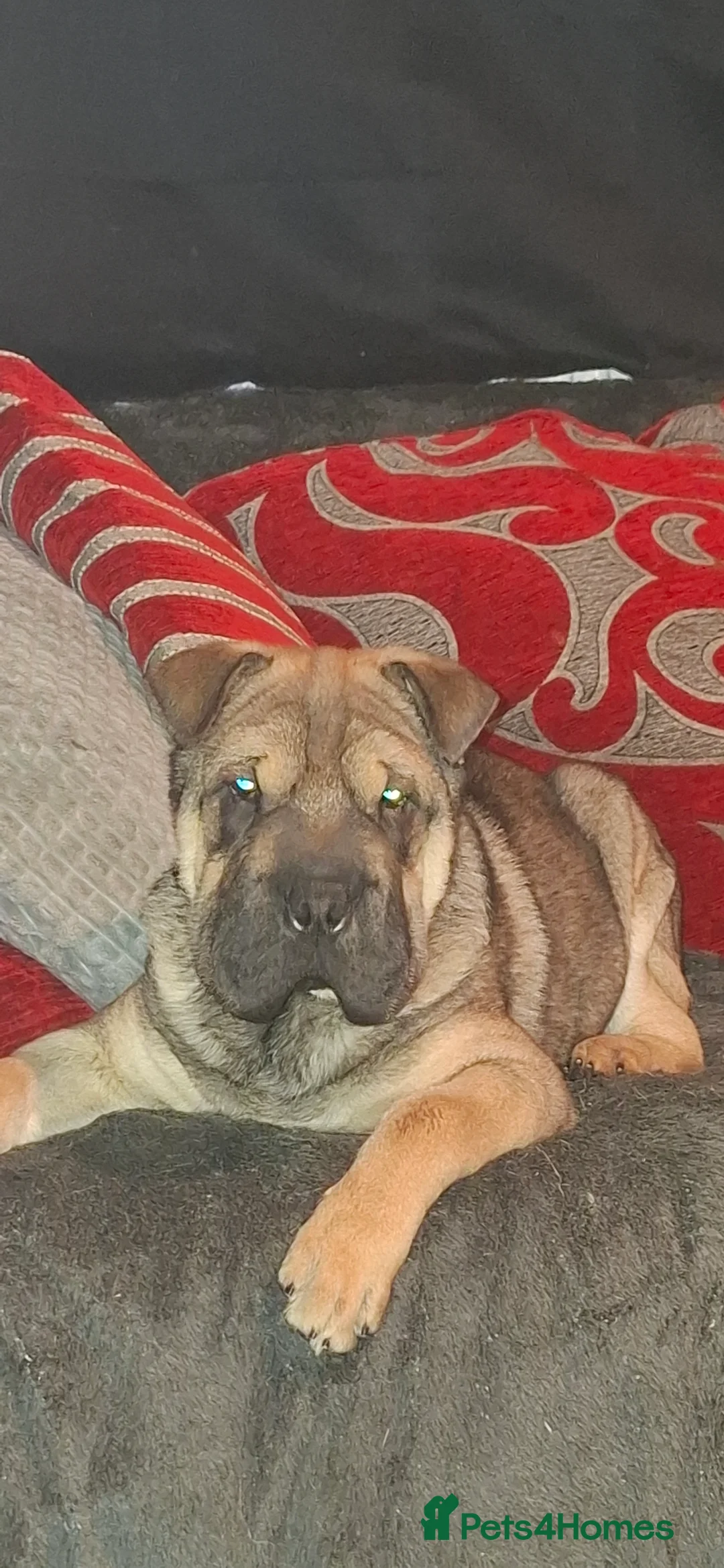 Mixed Breed dogs for sale: Jack Russell Terrier - Rus-A-Pei - Advert 2