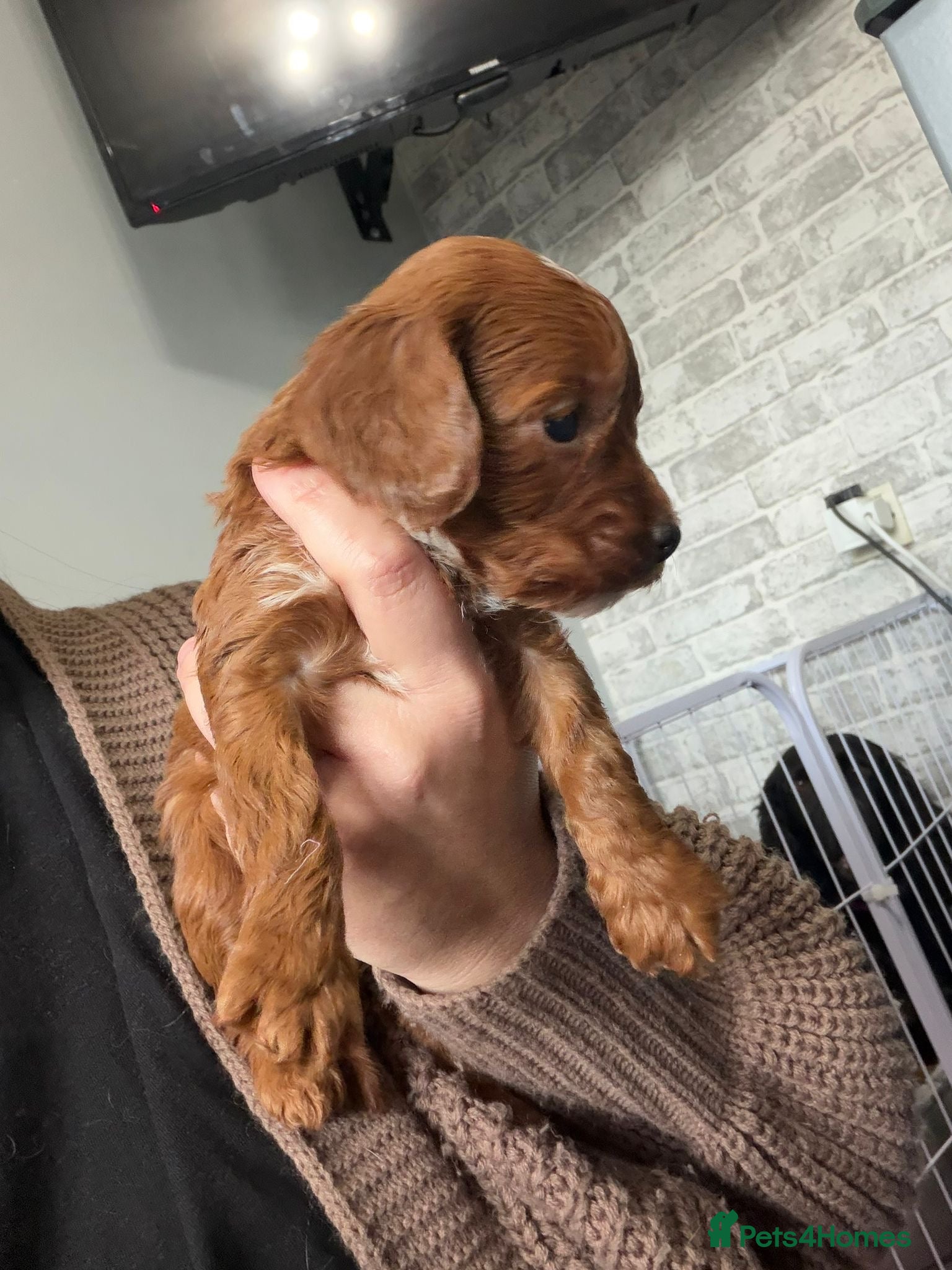 Cockapoo dogs Kc dna health clear parents champion bloodline  - Advert 11