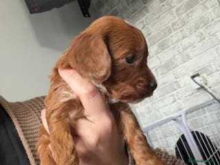 Cockapoo dogs Kc dna health clear parents champion bloodline - Advert 12