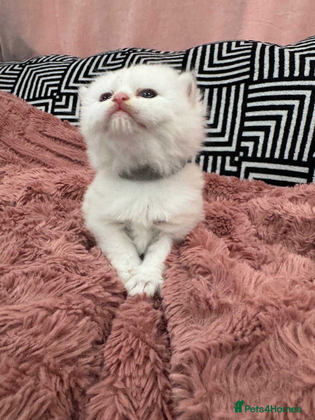 British Shorthair cats for sale: ❤️ White, gold tipped British shorthairs ❤️ in Slough - Image 11