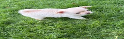 Chihuahua dogs for sale: Two Tiny Kc registered chihuahua boys - Advert 7