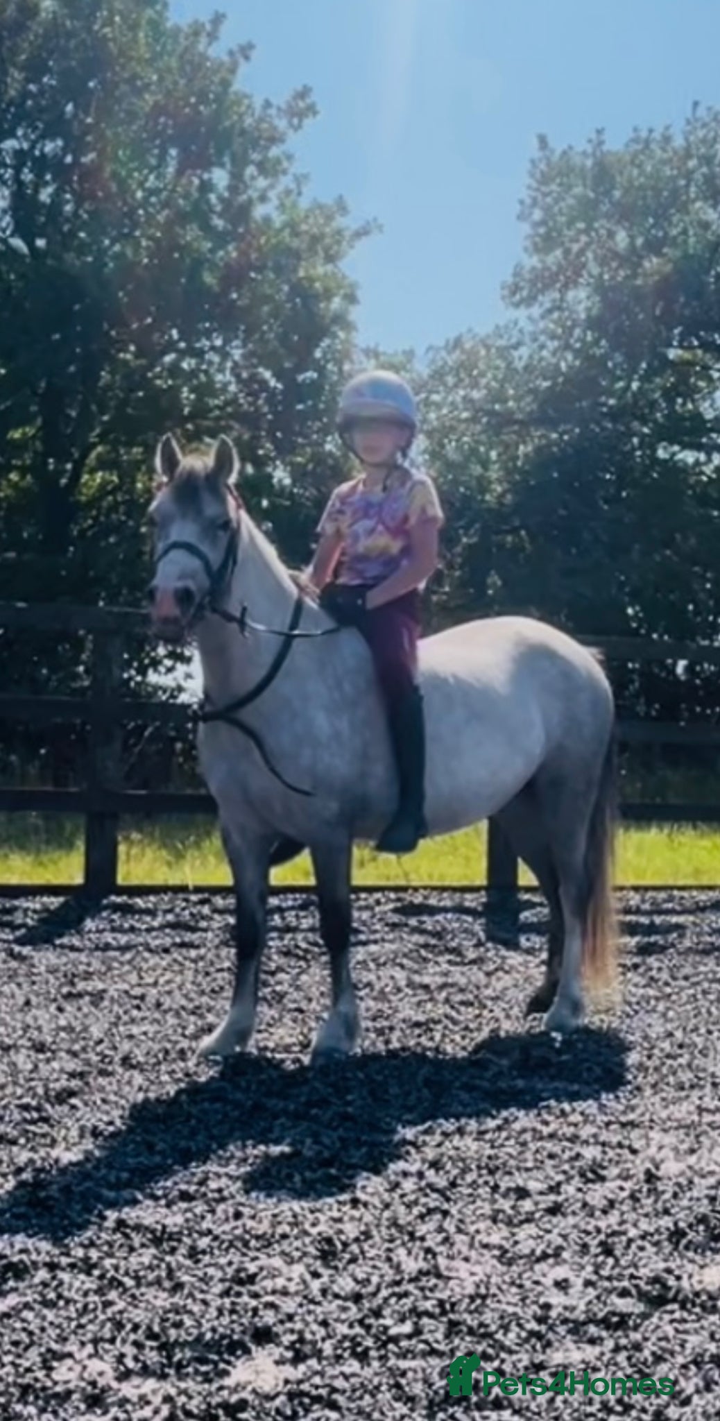 Welsh Section A horses Welsh pony  - Advert 1