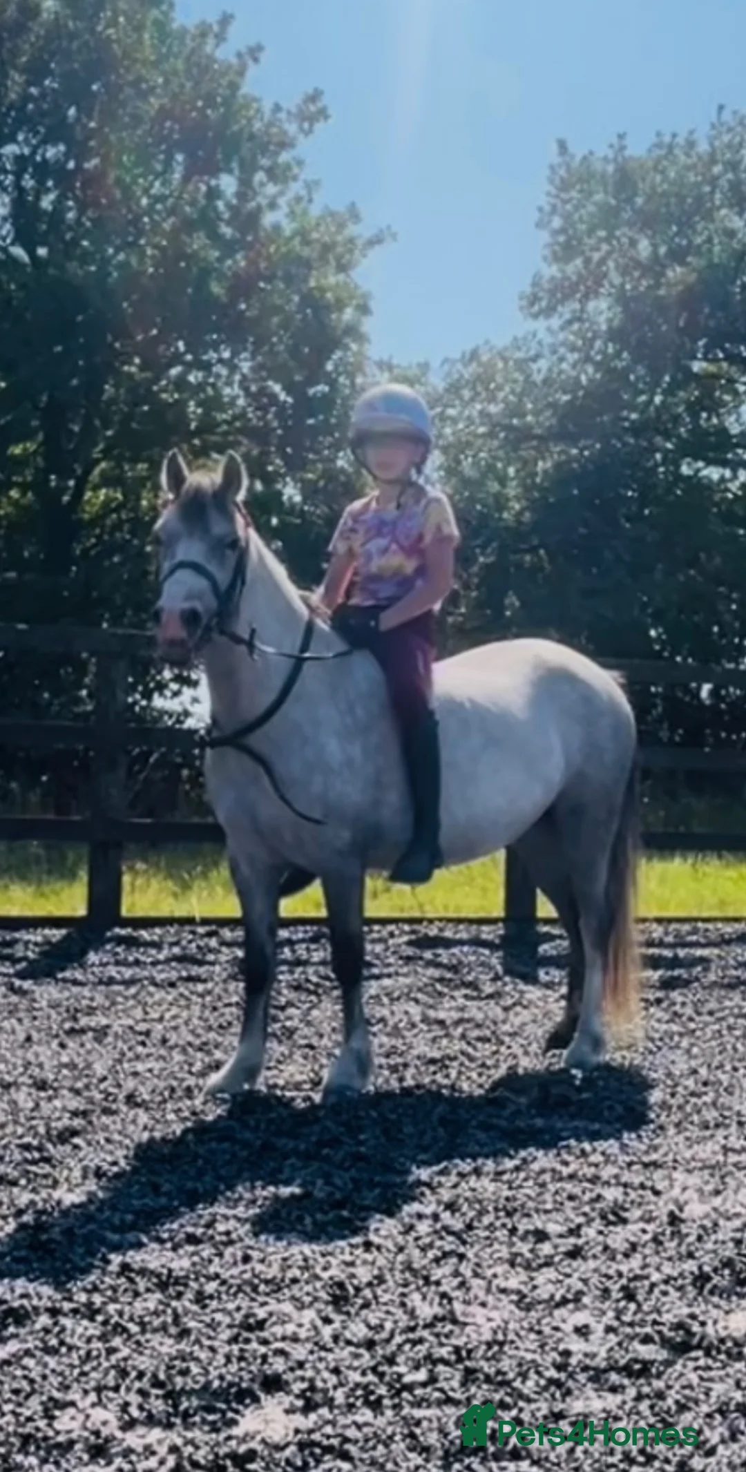 Welsh Section A horses for sale: Welsh pony  in Stoke-on-Trent - Advert 1