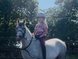 Welsh Section A horses Welsh pony - Advert 11