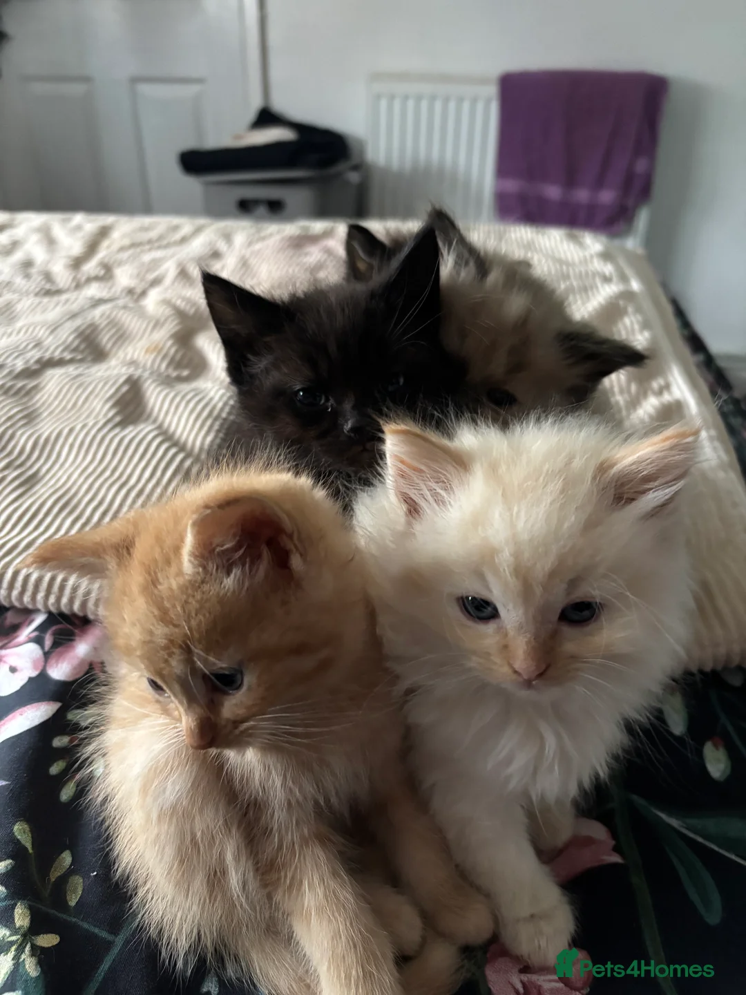 Mixed Breed cats for sale: Kittens for sale  - Advert 6