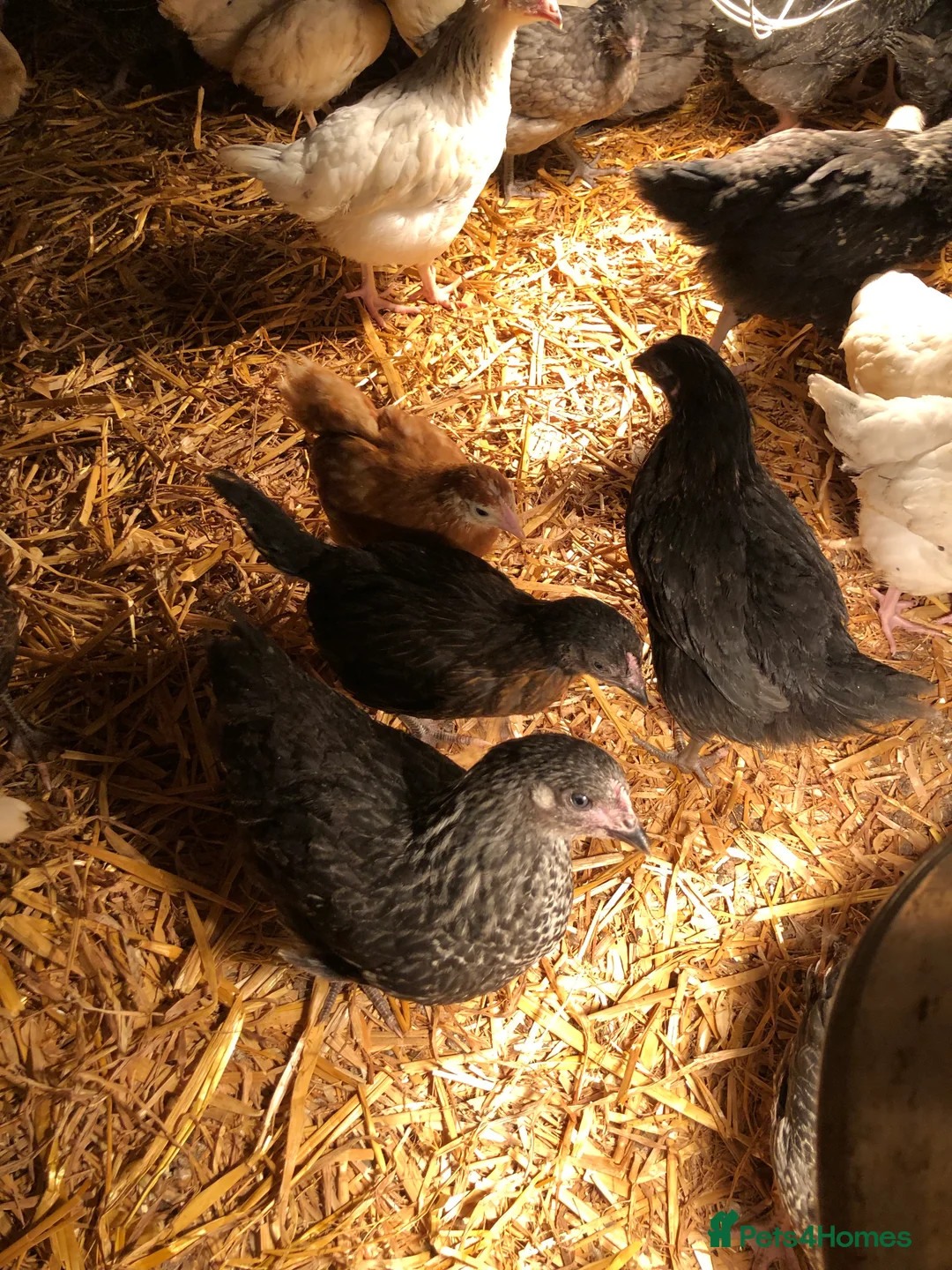 Chickens poultry for sale: Happy healthy pullets - Advert 27