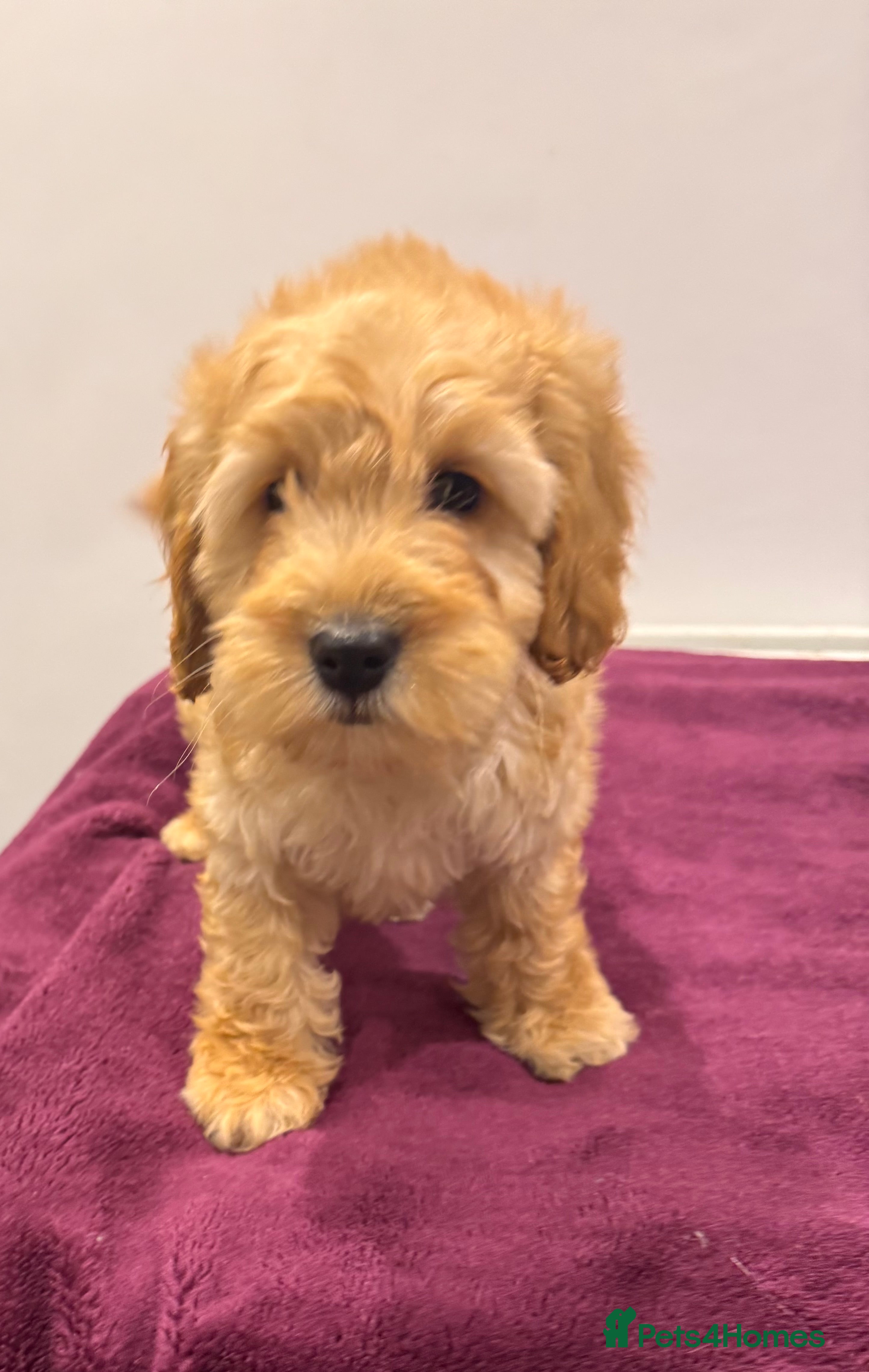 Cockapoo dogs  COCKAPOO PUPPIES  last pup  - Advert 14