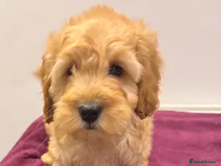 Cockapoo dogs COCKAPOO PUPPIES last pup - Advert 14