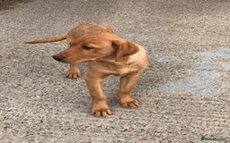 Labrador Retriever dogs for sale: 1 FOXRED LABRADOR PUPPY 5* Licensed breeder - Image 6
