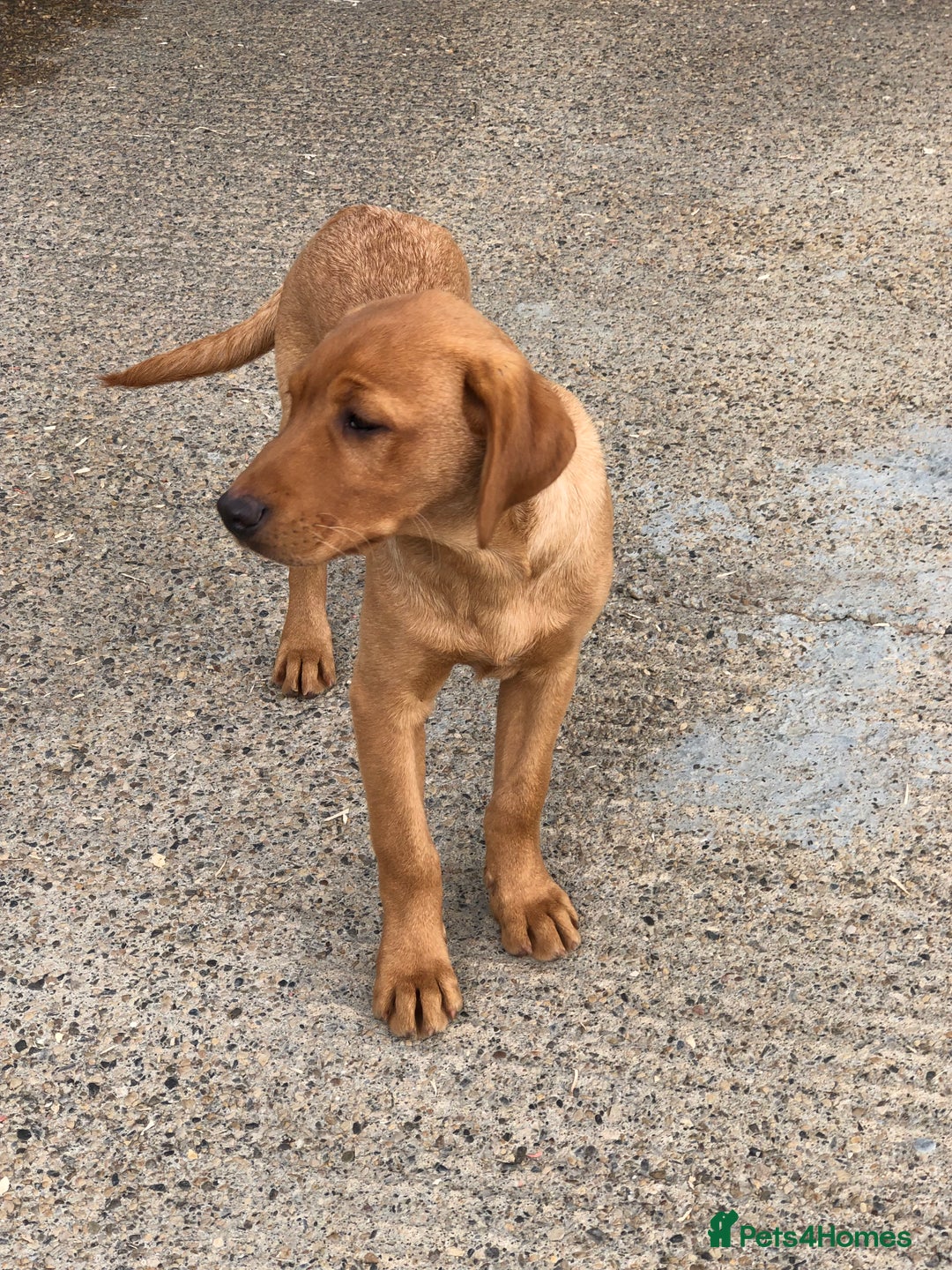 Labrador Retriever dogs for sale: 1 FOXRED LABRADOR PUPPY 5* Licensed breeder - Image 6