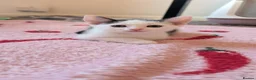 British Shorthair cats for sale: 1 beautiful female left! - Advert 2