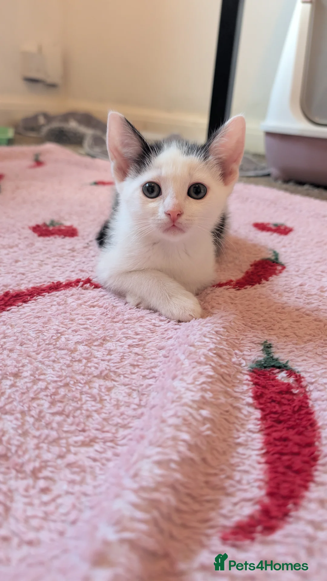 British Shorthair cats for sale: 1 beautiful female left! - Advert 2