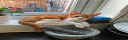 Mixed Breed cats for sale: Ginger Kitten litter in Manchester - Advert 5