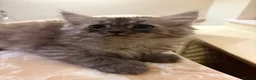 Mixed Breed cats for sale: 3 Dark grey mixed persian chinchilla kittens - Advert 11