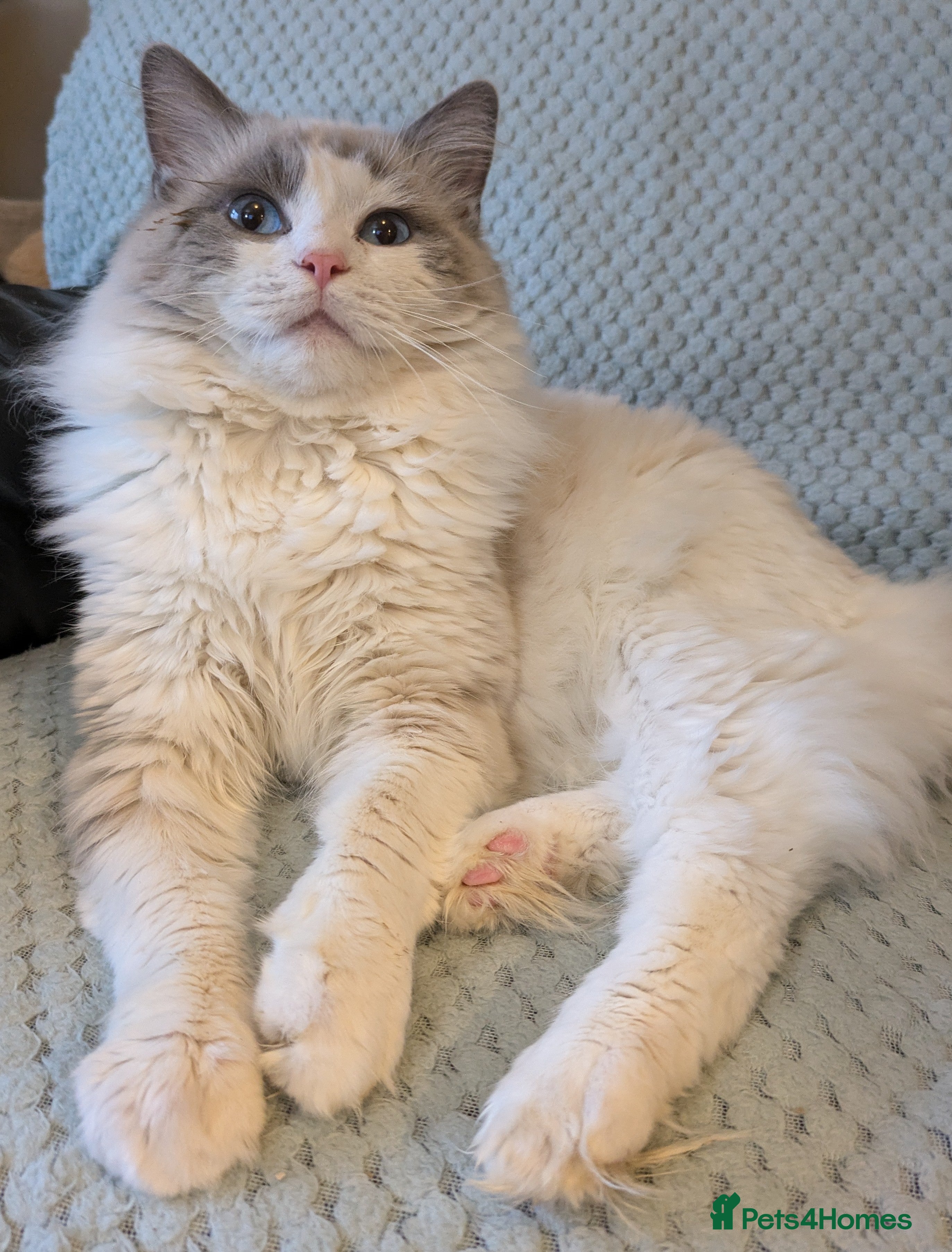 Ragdoll cats Sirius the Stud  - Advert 1