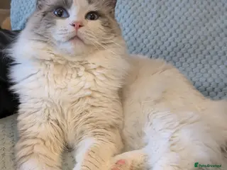 Ragdoll cats Sirius the Stud - Advert 1