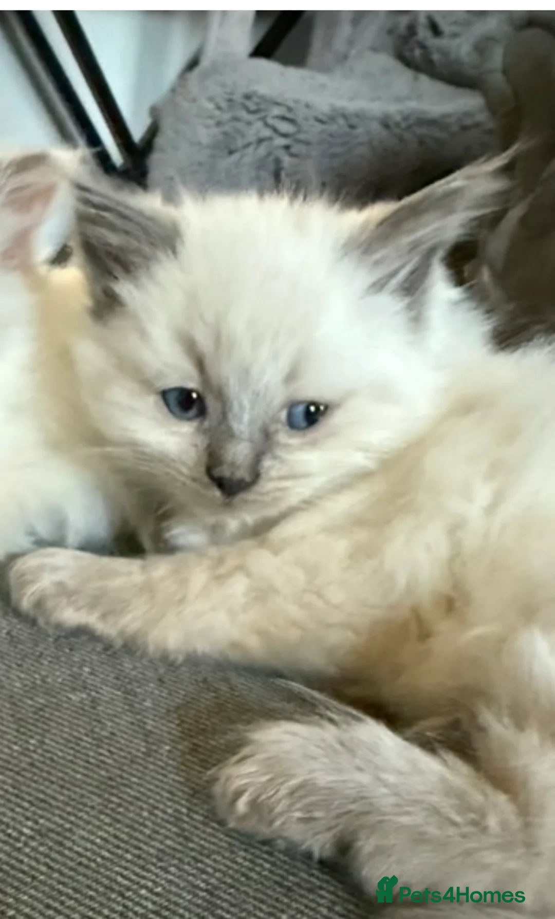Ragdoll cats for sale: Male ragdoll - Advert 2