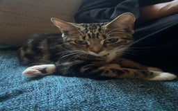 Domestic Shorthair cats for sale: Last Kitten :( - Image 3