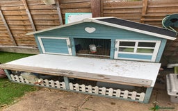 Guinea Pig rodents for sale: 3 x female Guinea pigs for sale - Image 3
