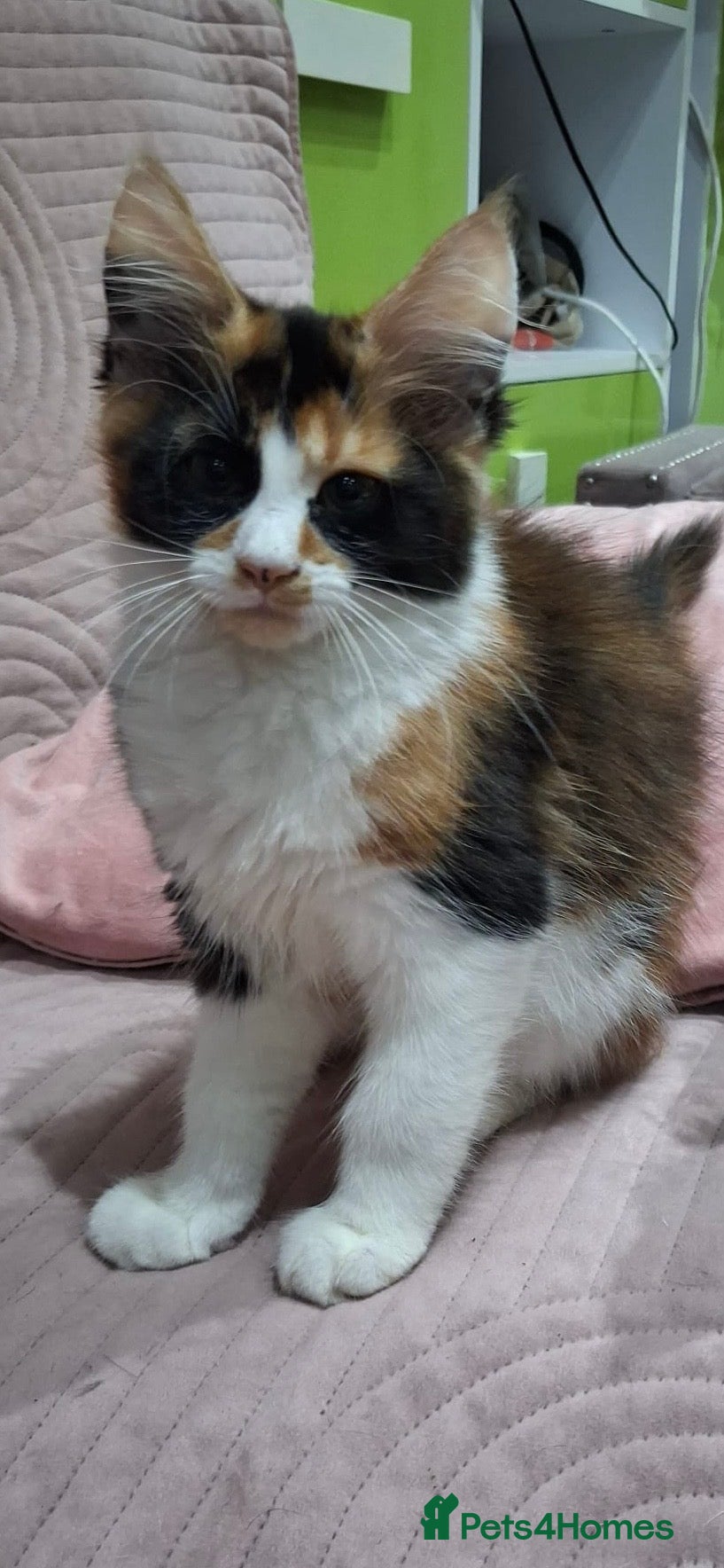 Maine Coon cats Maine Coon Kittens  - Advert 4