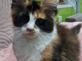 Maine Coon cats Maine Coon Kittens - Advert 4