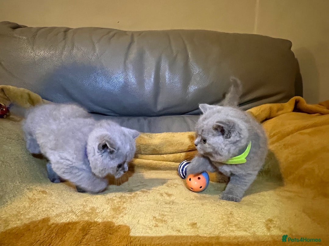 British Shorthair cats for sale: British Shorthair Kittens – Loving Homes Only 🐾 - Advert 3