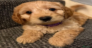 Cockapoo dogs Gorgeous Cockerpoo puppies - Advert 13