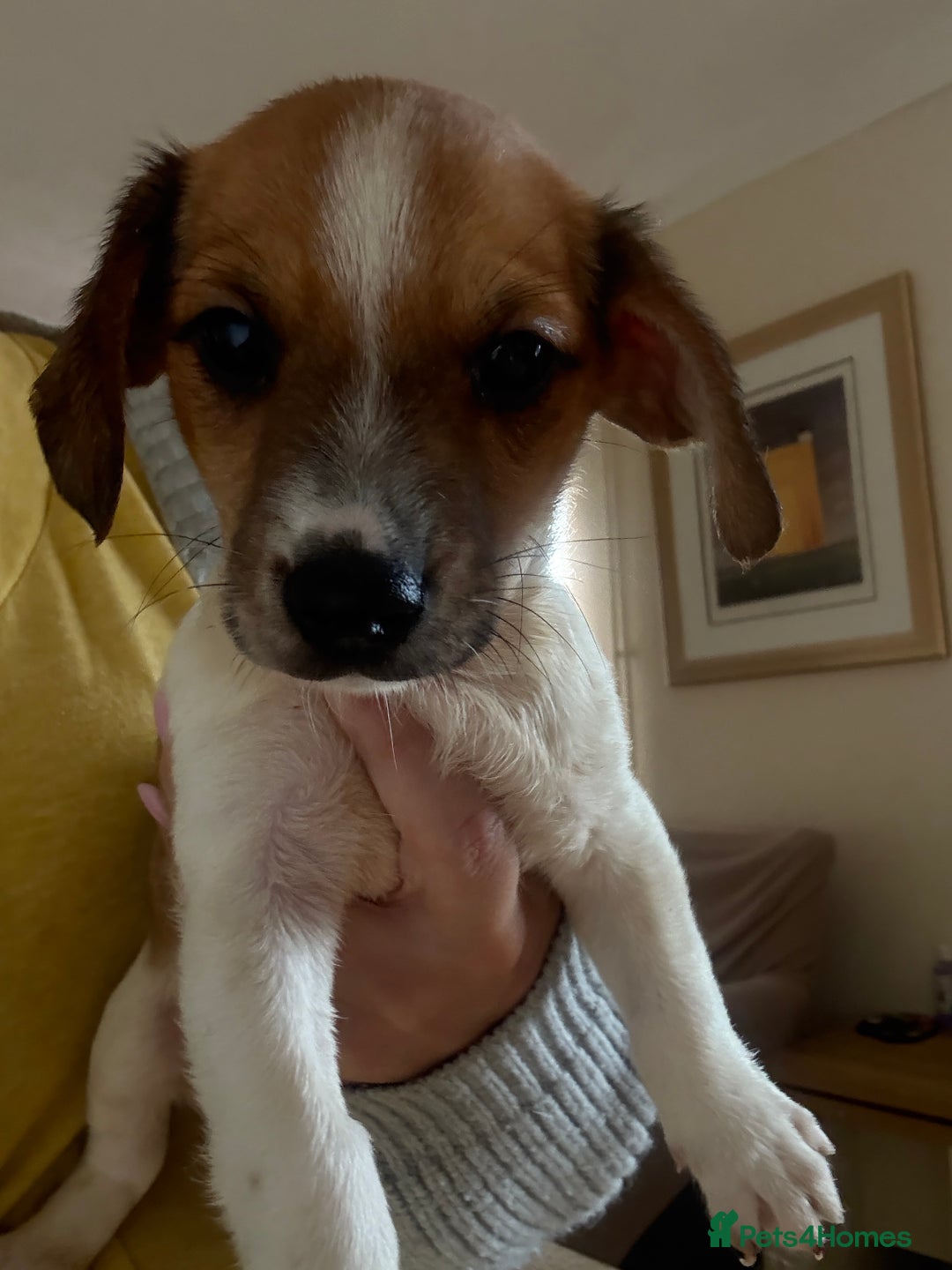 Dachshund dogs for sale: Dachshund x cavachon pups for sale - Image 8
