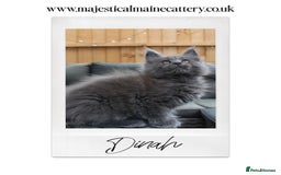 Maine Coon cats for sale: TICA registered, Blue Solid Maine Coon kittens - Image 7