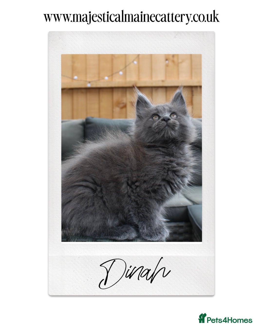 Maine Coon cats for sale: TICA registered, Blue Solid Maine Coon kittens - Image 7