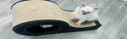 Ragdoll cats for sale: 🐾 Gorgeous Ragdoll Kittens 🐾 - Advert 9