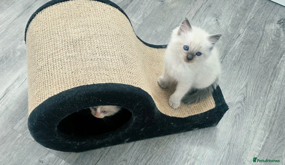 Ragdoll cats for sale: 🐾 Gorgeous Ragdoll Kittens 🐾 - Advert 9