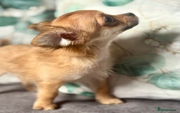 Chihuahua dogs for sale: REDUCED last long hair female pup. - Image 15