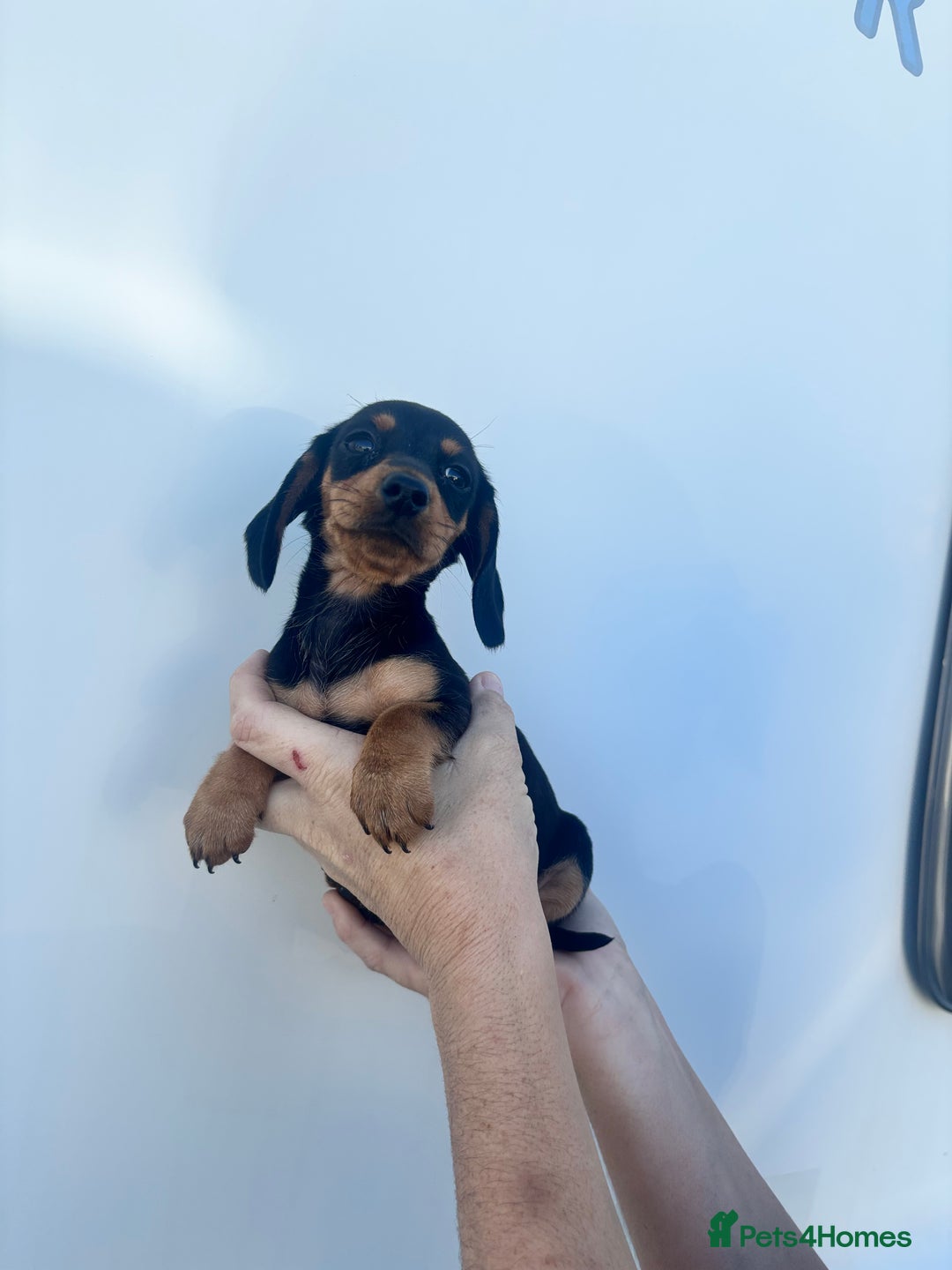 Dachshund dogs for sale: Miniature dachshund puppies  - Image 10