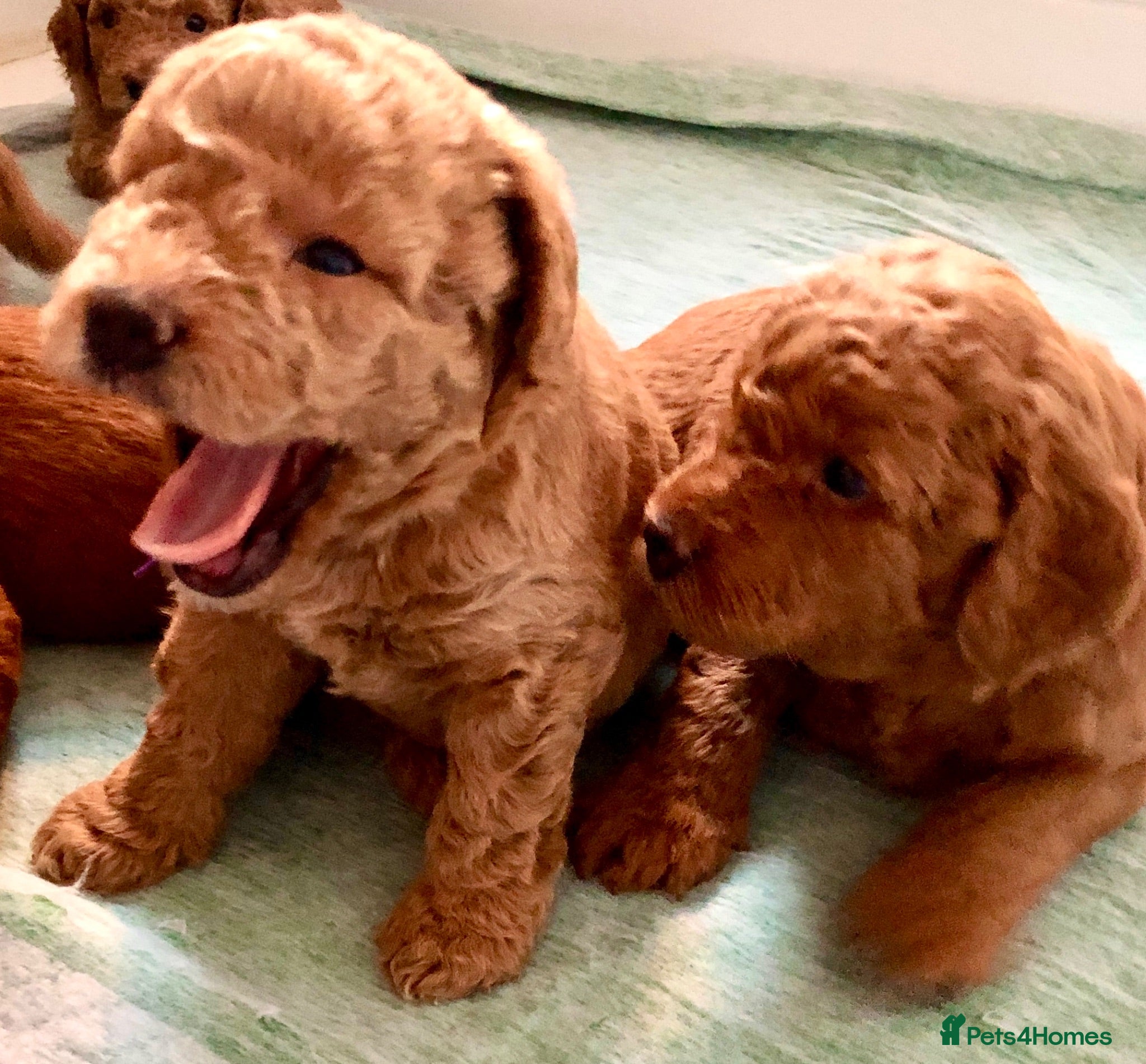 Labradoodle dogs keiras red fox miniature labradoodles  - Advert 2