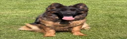 German Shepherd dogs for sale: Top Quality German shepherd Long Hair Puppies 🐾🥰 - Advert 3
